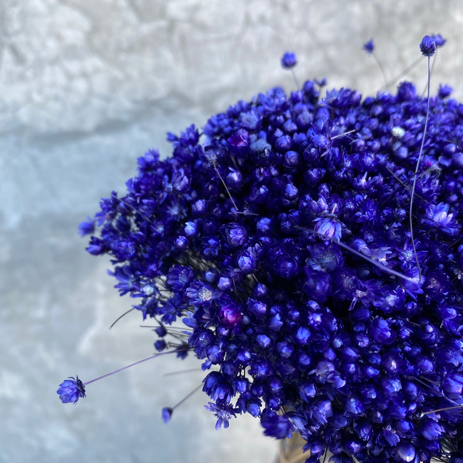 Dried Star Flowers Dried Flowers Wedding Flowers Flower Etsy