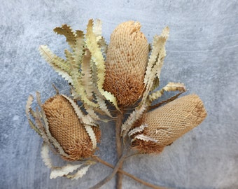 Preserved Banksia Bush, Dried Flowers, Banksia Preserved, Dried Banksia, Dried Banksia flowers, dried protea, protea flowers