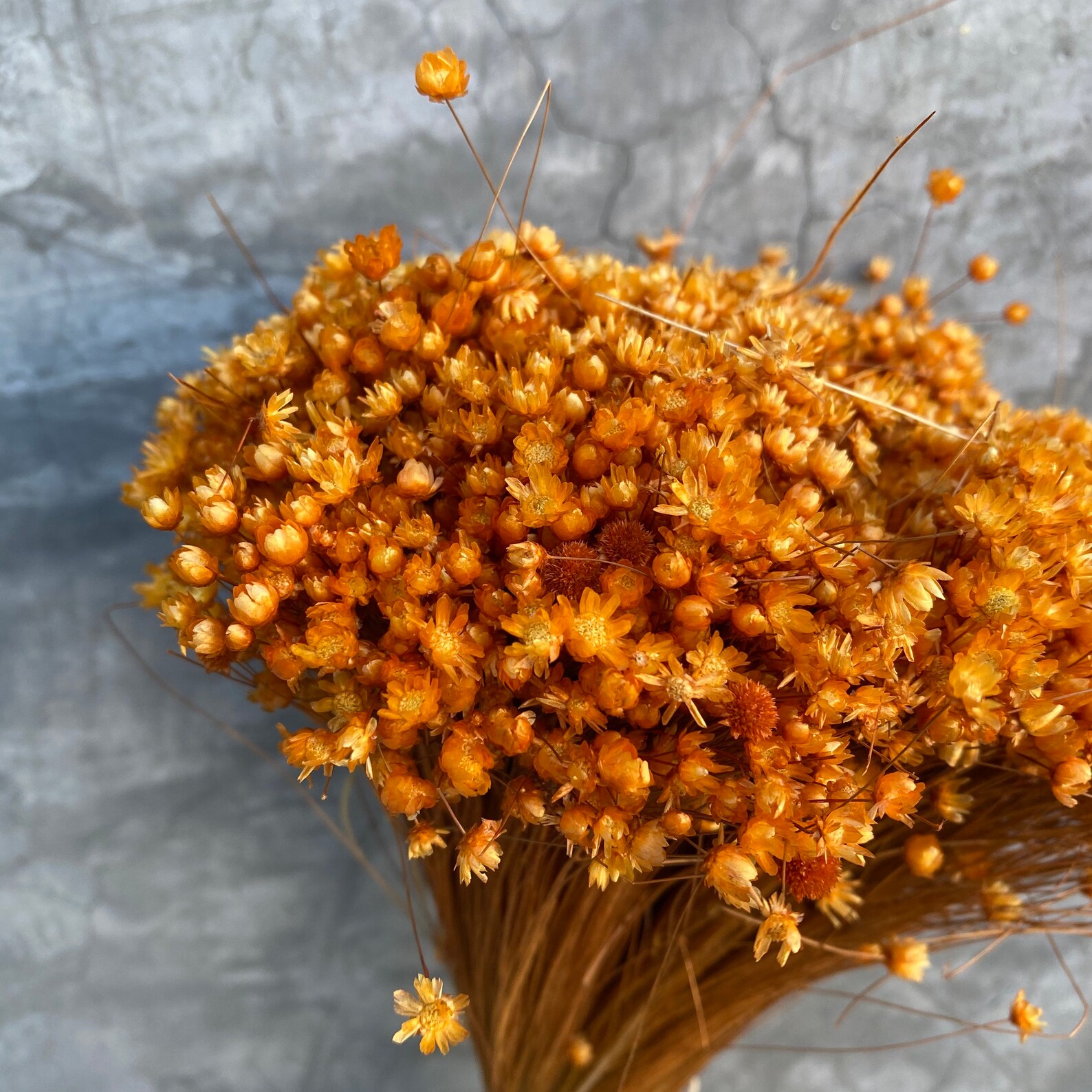 Dried Star Flowers, Dried Flowers, Wedding Flowers, Flower Bouquets