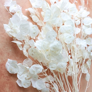 Lunaria, Dried Lunaria Seedsheads, Silver Dollar, Silver Dollar, Dried Flowers, Home Decor, Wedding Flowers, Wedding bouquets, Money Plants