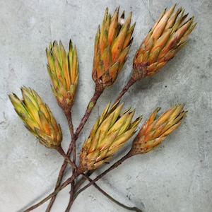 Dried Protea Repens Flowers, Dried Flowers, Wedding flowers, Home decor