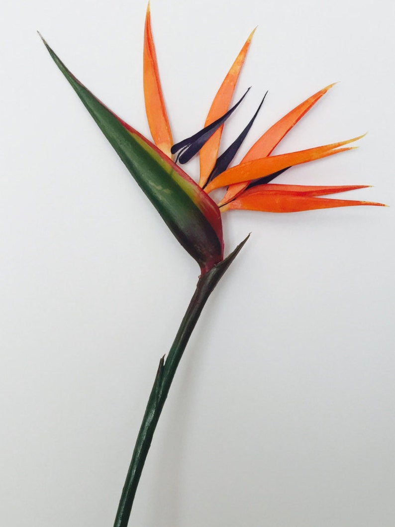 Bird of Paradise Flower, Artificial, Faux, Tropical Flower 36 Tall image 6