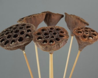 Lotus Pods, Dried Flowers, Dried Lotus Pods, Wedding Flowers, Home Decor - 18" to 20" Tall