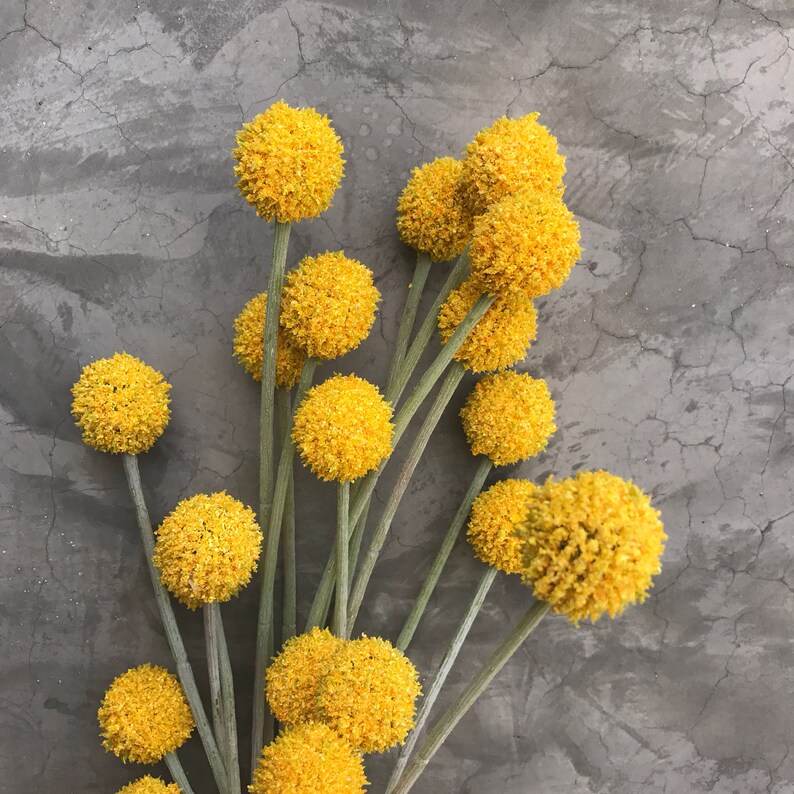 Billy Button Spray Faux Craspedia Faux Billy Balls Silk Etsy