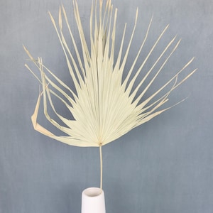 Palm Leaf Fan, Dried Giant Palm, Sun palm leaves, Wedding flowers, Home decor, Boho flowers, Boho Wedding, Palm leaves, Leaf, Gift, Rustic