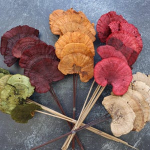 MUSHROOMS, Dried Flowers, Home Decor, Wedding Flowers, Dried Mushrooms, Preserved Mushrooms, Mushroom, Gifts, Holiday Decor, Dried Fruit