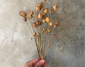 Dried Nigella Pods, preserved flowers, Nigella flowers, Dried Flowers, Wedding Flowers, Home Decor, Wedding Bouquet, Gifts, Died Nigella