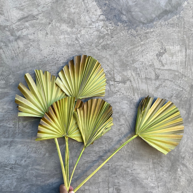 Dried Palm Burnt Leaf Fans Palm Leaves Dried Flowers Sun Etsy