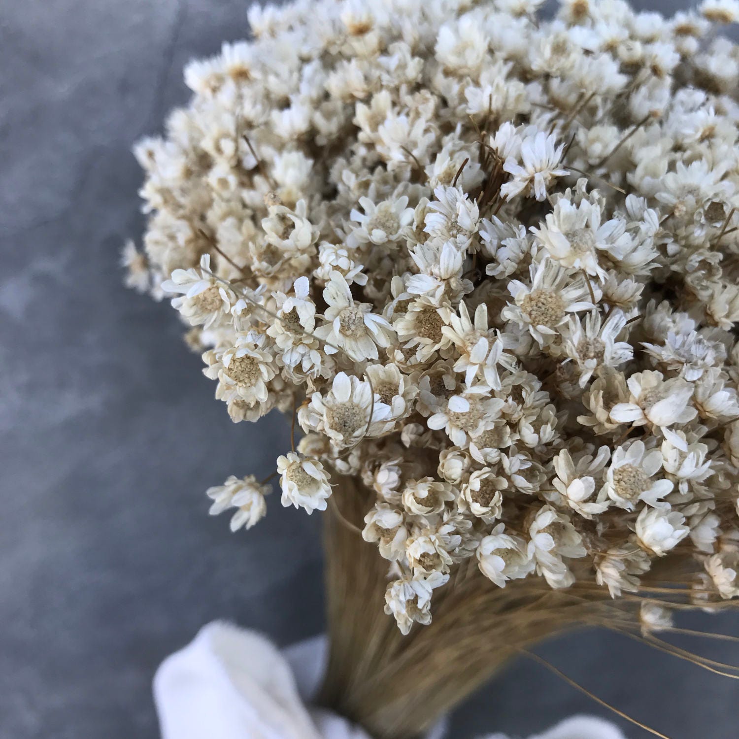 Dried Star Flowers Dried Flowers Wedding Flowers Flower Etsy