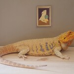 Bearded Dragon With Succulent Tank Decor Bearded Dragon Art Etsy