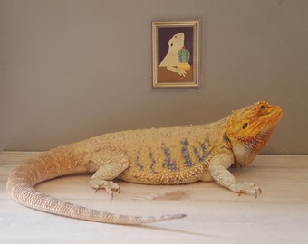 Home Furniture Diy Warning Property Protected By Bearded Dragon
