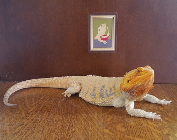 Bearded Dragon Eating Ramen Tank Decor Lizard Drawing Etsy