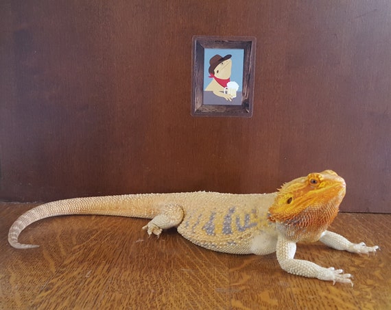 Cowboy Bearded Dragon Drinking Beer Tank Decor Western Theme Etsy