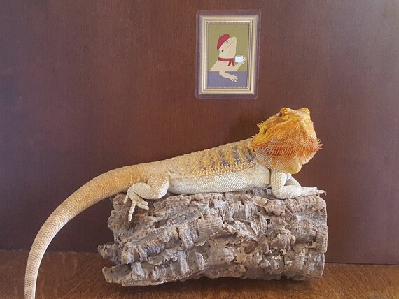 Bearded Dragon Drinking Coffee Tank Decor Reptile Tank Etsy