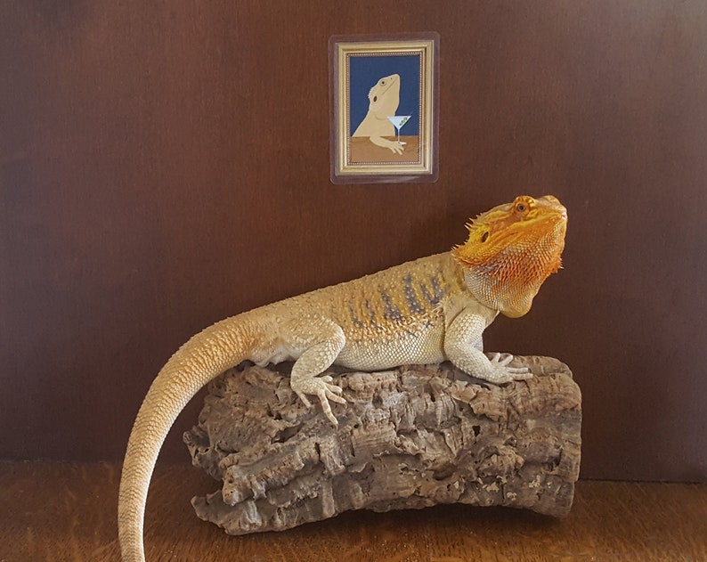 Bearded Dragon Drinking Martini Tank Wall Decor Funny Lizard Etsy
