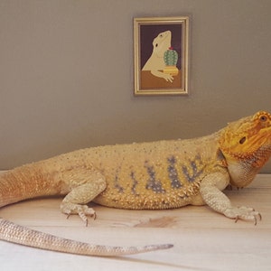 Reptile Hide Etsy