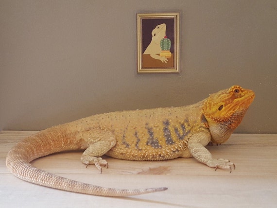 Bearded Dragon With Succulent Tank Decor Bearded Dragon Art Etsy