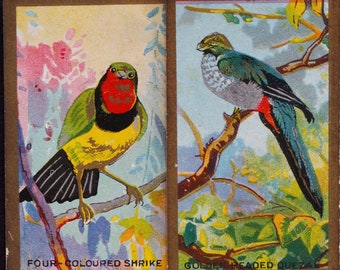 Colourful Birds Cigarette Card Set // Cavanders 1926 Vintage Cigarette Cards // Animals // Old Paper // Ephemera // Shrike // Quetzal // Art