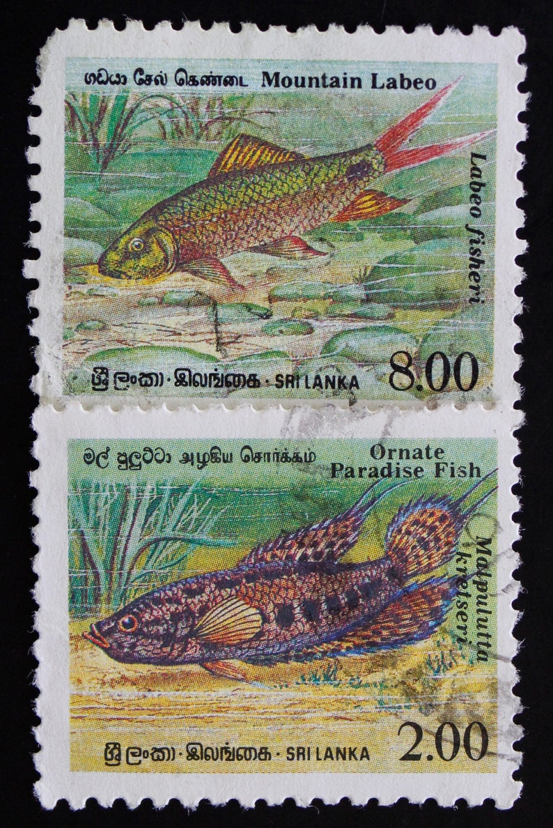 Sri Lankan Endemic Fishes Postage Stamp Set // Sri Lanka 1990 Etsy