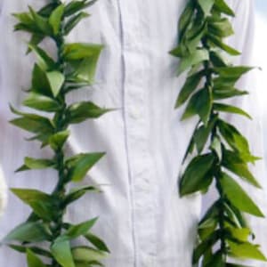 May include: A white button-down shirt with a green lei made of leaves around the neck.