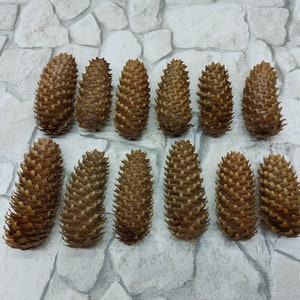 12 Natural Spruce Pine Cones: Rustic Holiday Home Decor