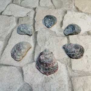 6 Natural Mussel shells for jewelry Sea mussels for earrings Mussel shells for necklace Beach mussels for earrings Marine jewelry materials