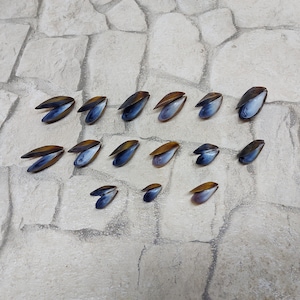 Black Sea Mussel Shells (15 Pairs): Coastal Decor, Jewelry Making, Resin Art