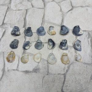 18 Natural Mussel shells for jewelry Sea mussels Mussel shells for necklace Beach mussels for earrings Marine jewelry materials FREE postal