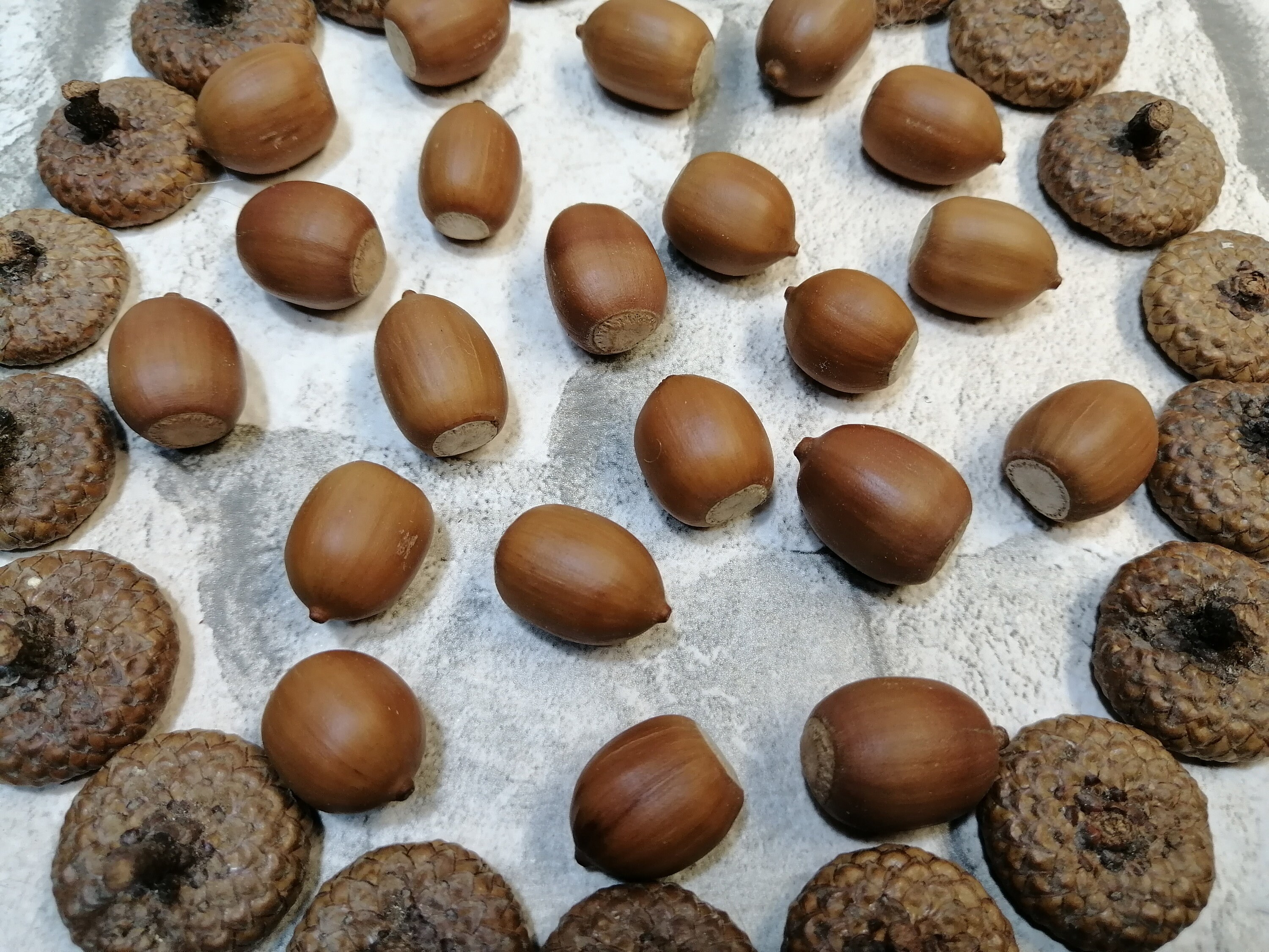 On Sale Natural Acorns 21 Dried Acorns WITH 19 Caps for Etsy UK