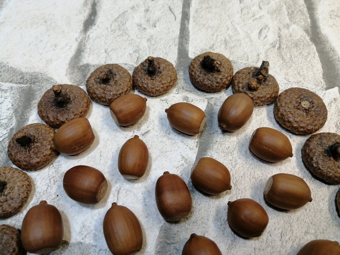On Sale Natural Acorns 21 Dried Acorns WITH 19 Caps for Etsy UK