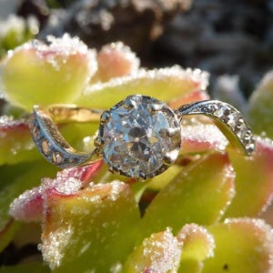 Puede incluir: Un anillo de compromiso de oro con un gran diamante redondo. El anillo tiene una banda detallada. Descansa sobre hojas suculentas verdes y rosas, cubiertas de escarcha, creando un entorno natural.