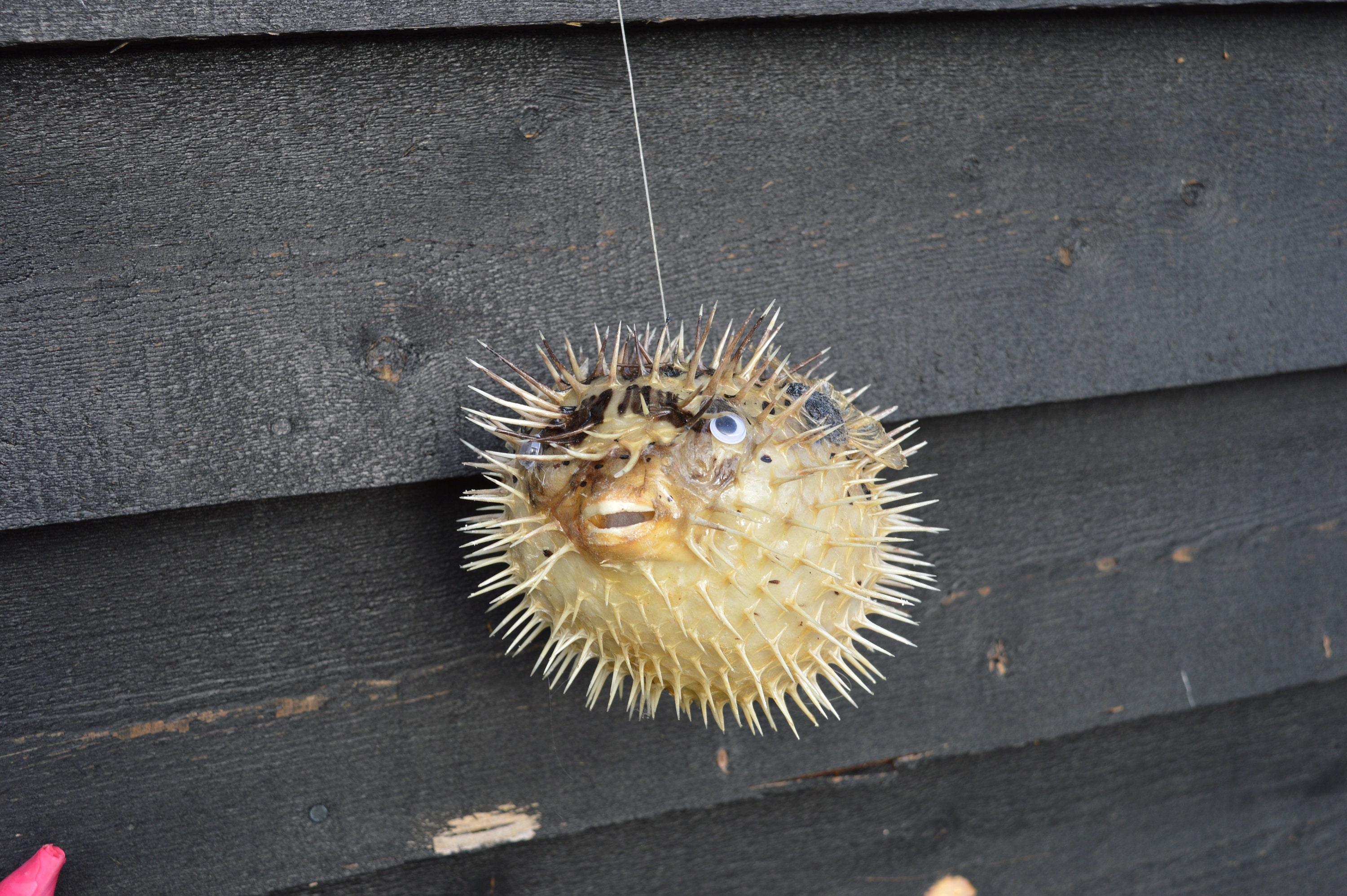 A taxidermy puffer fish /blow fish / porcupinefish 56 inch Etsy