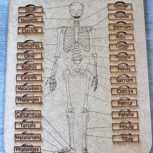 The human skeleton education learning puzzle for homeschool families