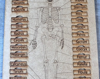 Human Skeleton Puzzle - Etsy