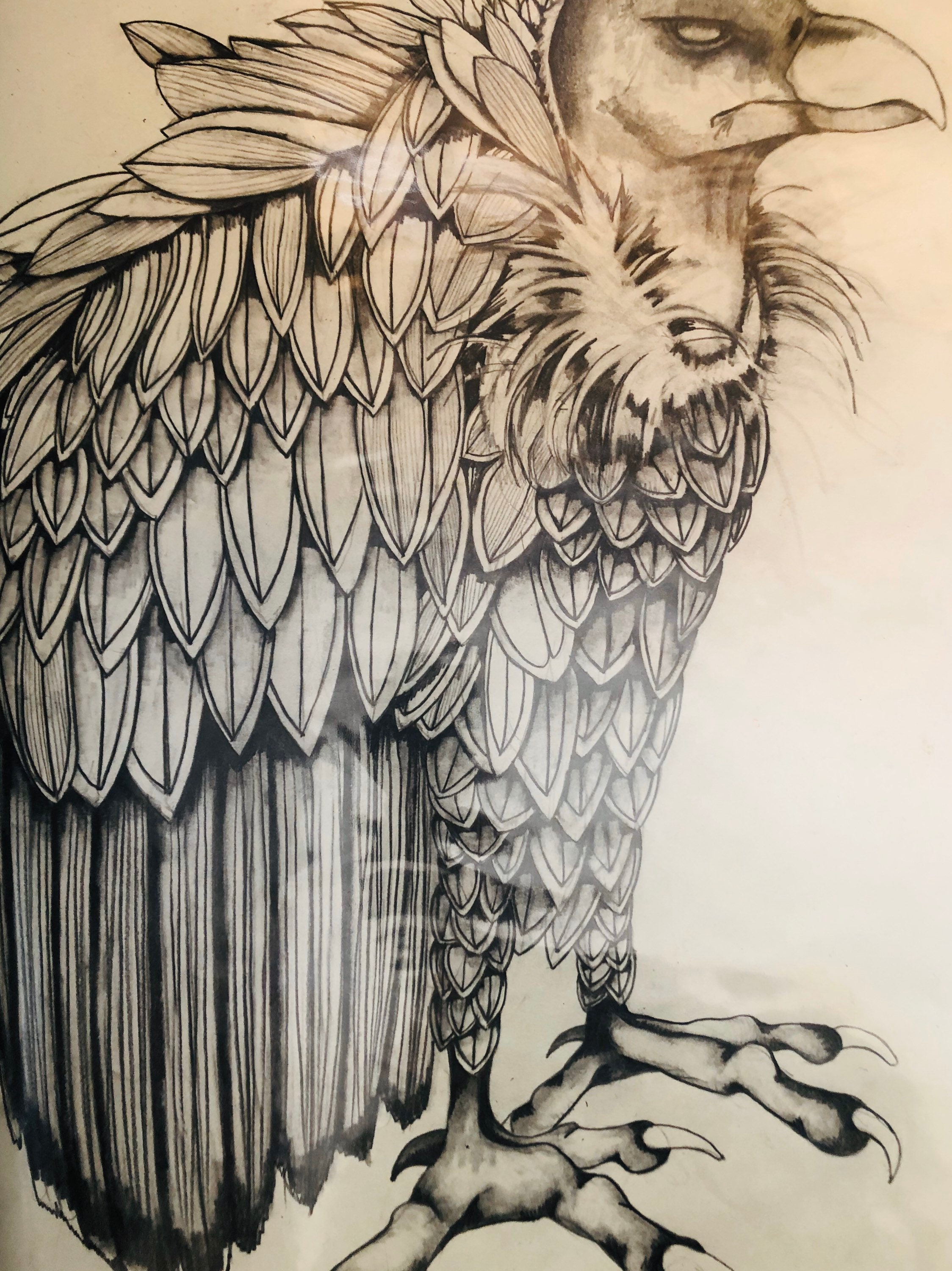 Vulture sketch drawing  Animal drawings Sketch book Drawings