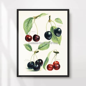 Cherries Botanical Fruit Illustration Kitchen Art Wall Picture Print Poster Fresh Dining Room Food Themed Decor A4 A3 A2 A1 PRINTED ANY SIZE