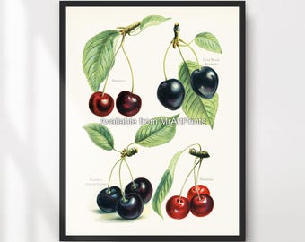 Cherries Botanical Art Print | Vintage Kitchen Wall Decor