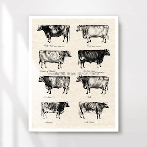 Cuadro de tipos de razas de vacas, impresión artística de cocina, póster, imagen de pared, granja vintage, animales de granja, granja rústica, A4, A3, A2, A1, IMPRESO EN CUALQUIER TAMAÑO
