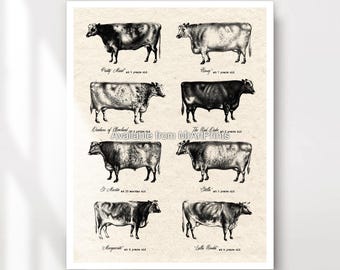 Cow Breeds Chart Art Print, Vintage Farmhouse Kitchen Decor