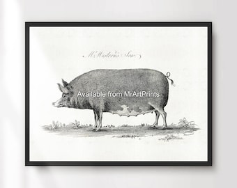 Vintage Pig Art Print, Rustic Farmhouse Wall Decor