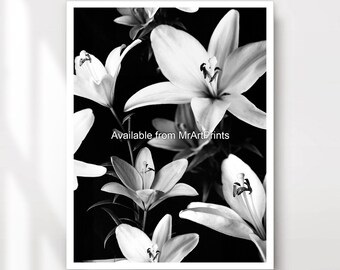 Puede incluir: Fotografía en blanco y negro de lirios en flor. Los lirios están dispuestos en un racimo, con sus pétalos abiertos de par en par. El fondo es oscuro y desenfocado.