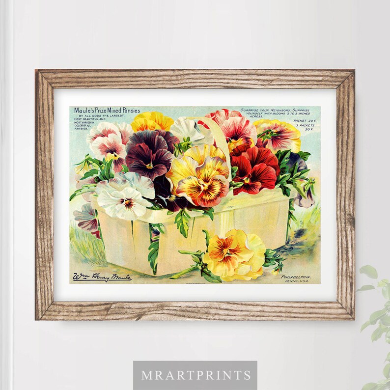 VINTAGE FLOWERS Art Print / Poster Florist Pansy Floral Nature Etsy UK