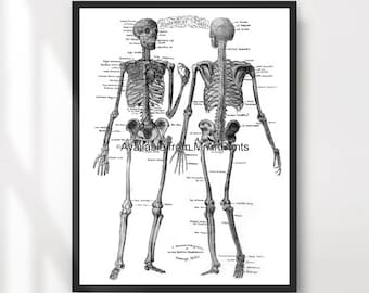 Lámina artística con diagrama del esqueleto humano: Ilustración médica gótica