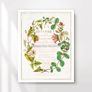 Elegante Vintage Französische Illustration Botanische Illustration Kunst Druck Poster Wand Bild Home Decor klein Groß Extra Groß A4 A3 A2 A1 DRUCK JEDE GRÖSSE