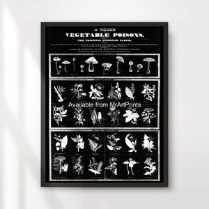Tipos de venenos, tabla de hongos, plantas venenosas, diagrama vintage ilustrado, póster, impresión artística, imagen de pared, tamaño A4, A3, A2, A1, IMPRESO EN CUALQUIER TAMAÑO