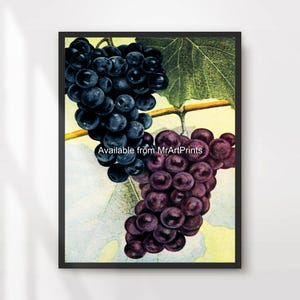 Grapes Fruit Kitchen Green Purple Art Wall Picture Print Poster Wine Vineyard Fresh Dining Food Themed Decor A4 A3 A2 A1 PRINTED ANY SIZE