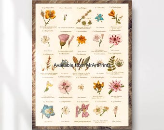 May include: A vintage botanical illustration featuring 24 different types of flowers. Each flower is labelled with its scientific name and a brief description. The illustration is printed on a cream-coloured background with a woodgrain border.