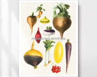 May include: A vintage botanical illustration featuring a variety of root vegetables, including turnips, radishes, and onions. The vegetables are depicted in a realistic style with vibrant colours and intricate details. The illustration is set against a light beige background.