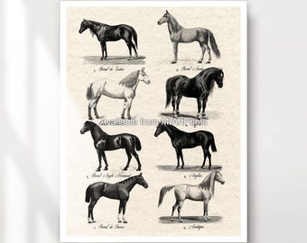 Lámina decorativa vintage con razas de caballos, decoración ecuestre.