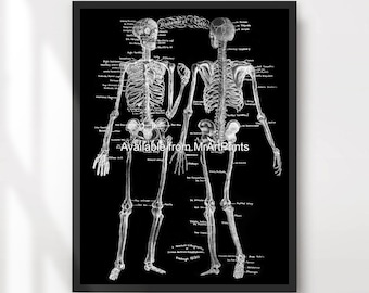 Lámina de esqueleto anatómico / Póster de ilustración médica gótica